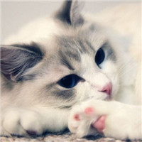 超级呆萌大脸猫微信头像(精选36张)