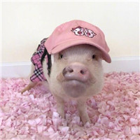 猪年情侣头像可爱图片(20张)