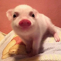 猪年情侣头像可爱图片(20张)