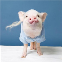 猪年情侣头像可爱图片(20张)