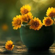 花朵风景美图微信头像(共26张)