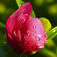 花朵风景美图微信头像(共26张)