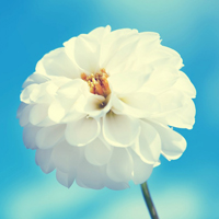 花朵风景美图微信头像(共26张)