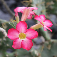 花朵风景美图微信头像(共26张)