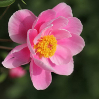 花朵风景美图微信头像(共26张)