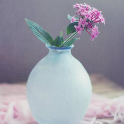 花朵风景美图微信头像(共26张)