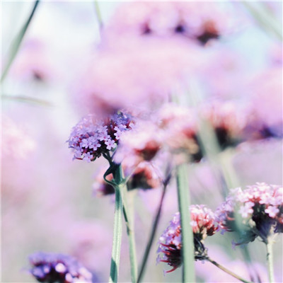 花朵风景美图微信头像(共26张)