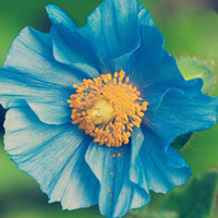 花朵风景美图微信头像(共26张)