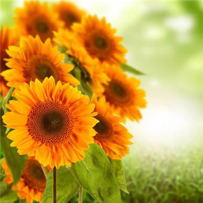 花朵风景美图微信头像(共26张)