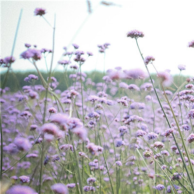 花朵风景美图微信头像(共26张)