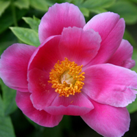 花朵风景美图微信头像(共26张)