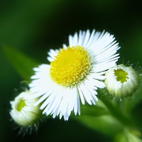 花朵风景美图微信头像(共26张)