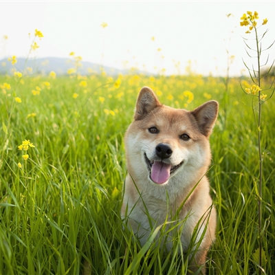 高颜值汪星人帅气头像精选图片(共20张)