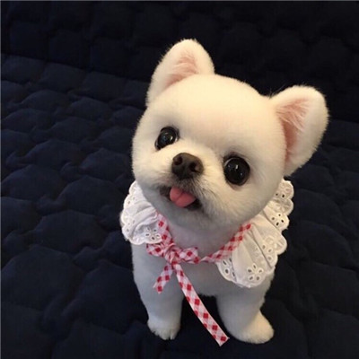 高颜值汪星人帅气头像精选图片(共20张)