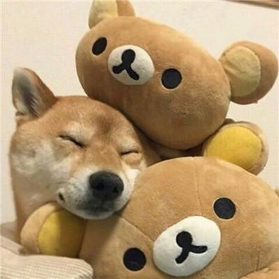 高颜值汪星人帅气头像精选图片(共20张)