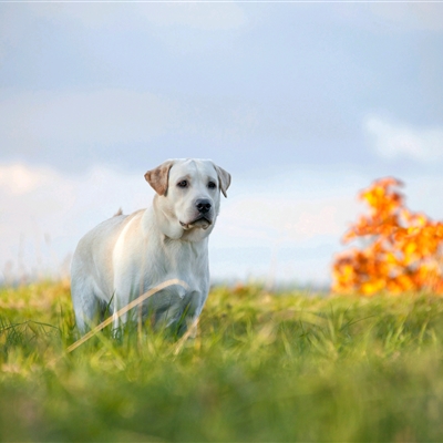 高颜值汪星人帅气头像精选图片(共20张)