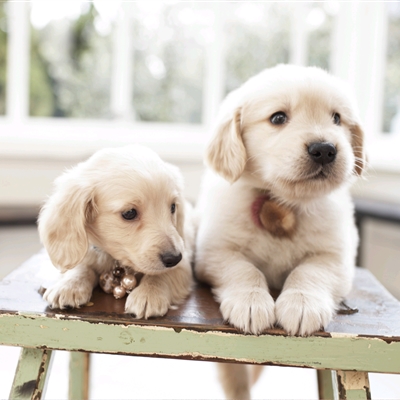 高颜值汪星人帅气头像精选图片(共20张)