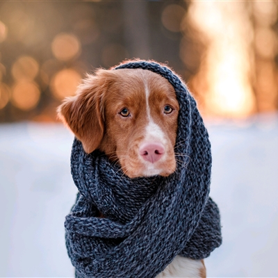 高颜值汪星人帅气头像精选图片(共20张)