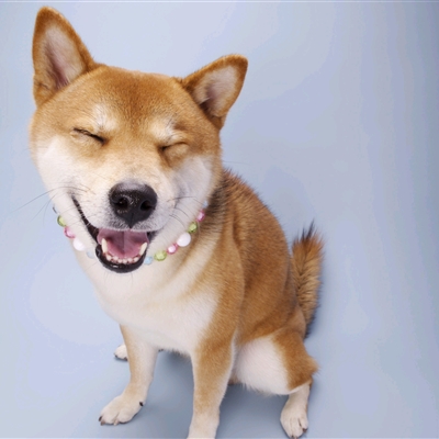 高颜值汪星人帅气头像精选图片(共20张)