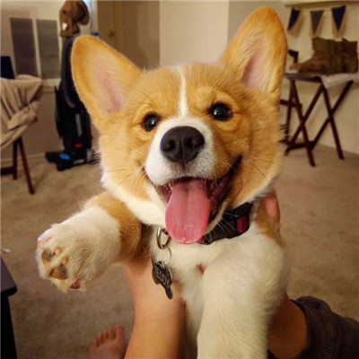 高颜值汪星人帅气头像精选图片(共20张)