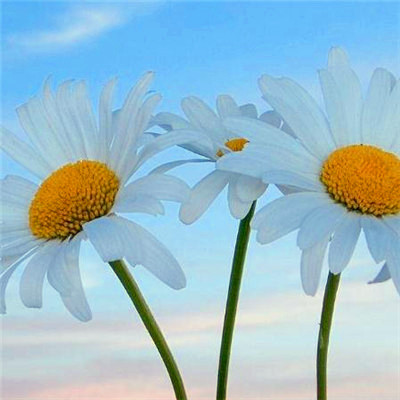 2023年带来健康好运的头像(精选24张)