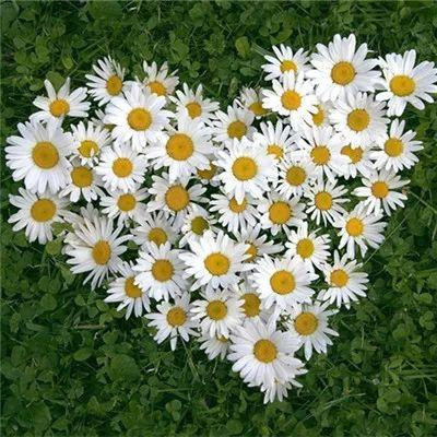 2023年带来好运的抖音头像(18张)