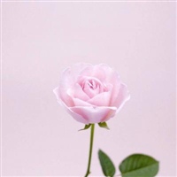 202年最流行的微信头像图片(共22张)