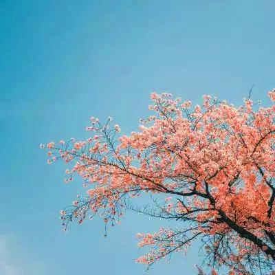 2023带来好运的微信头像简单(22张)