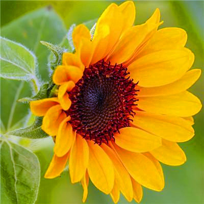 2023带来好运的微信头像简单(22张)