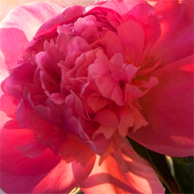 2023带来好运的微信头像简单(22张)