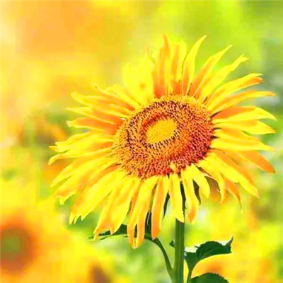 提升运气的微信头像图片(共20张)