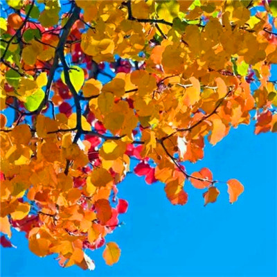 提升运气的微信头像图片(共20张)