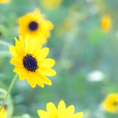 提升运气的微信头像图片(共20张)