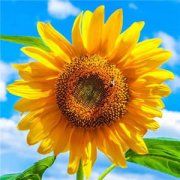 微信头像女50岁好运头像(优选20张)