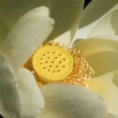 微信头像女50岁好运头像(优选20张)