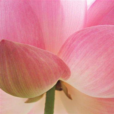 微信头像女50岁好运头像(优选20张)