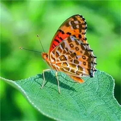 2023年最吉利最顺的微信头像(优选26张)