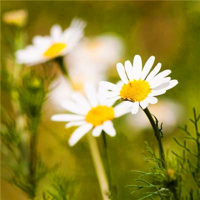 2023年最吉利最顺的微信头像(优选26张)