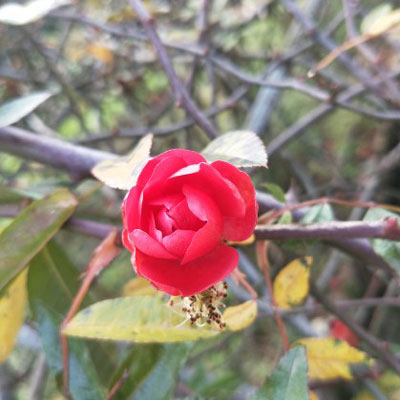 适合中老年的微信头像图片(优选23张)