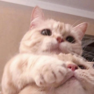 猫咪闺蜜头像两人一人一张可爱(优选18张)