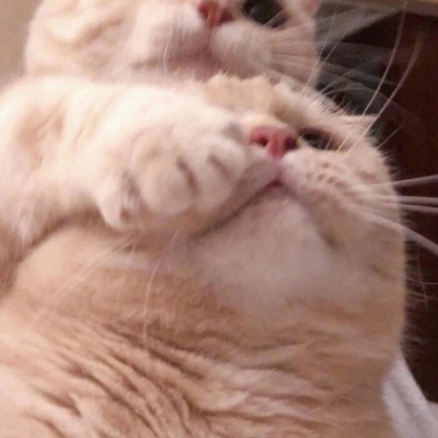 猫咪闺蜜头像两人一人一张可爱(优选18张)
