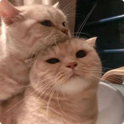猫咪闺蜜头像两人一人一张可爱(优选18张)