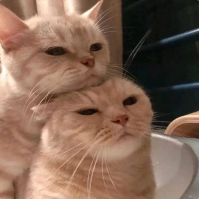 猫咪闺蜜头像两人一人一张可爱(优选18张)