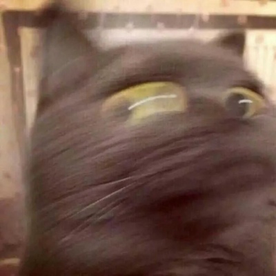 猫咪闺蜜头像两人一人一张可爱(优选18张)