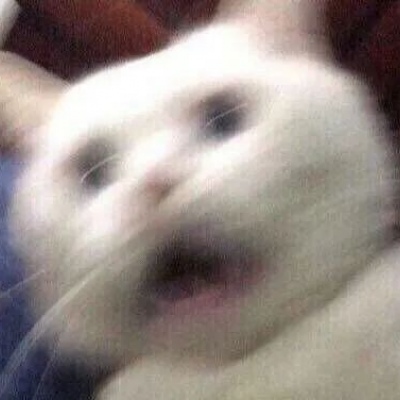 猫咪闺蜜头像两人一人一张可爱(优选18张)