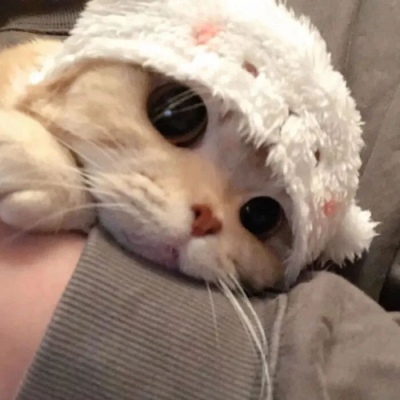 猫咪闺蜜头像两人一人一张可爱(优选18张)