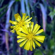 适合中年妈妈微信头像花朵(共24张)