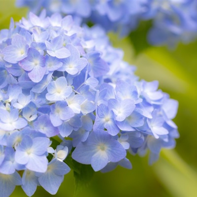 适合中年妈妈微信头像花朵(共24张)