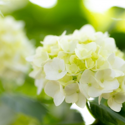 适合中年妈妈微信头像花朵(共24张)