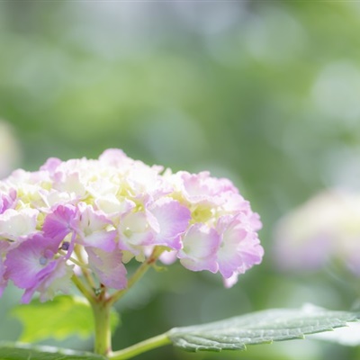 适合中年妈妈微信头像花朵(共24张)